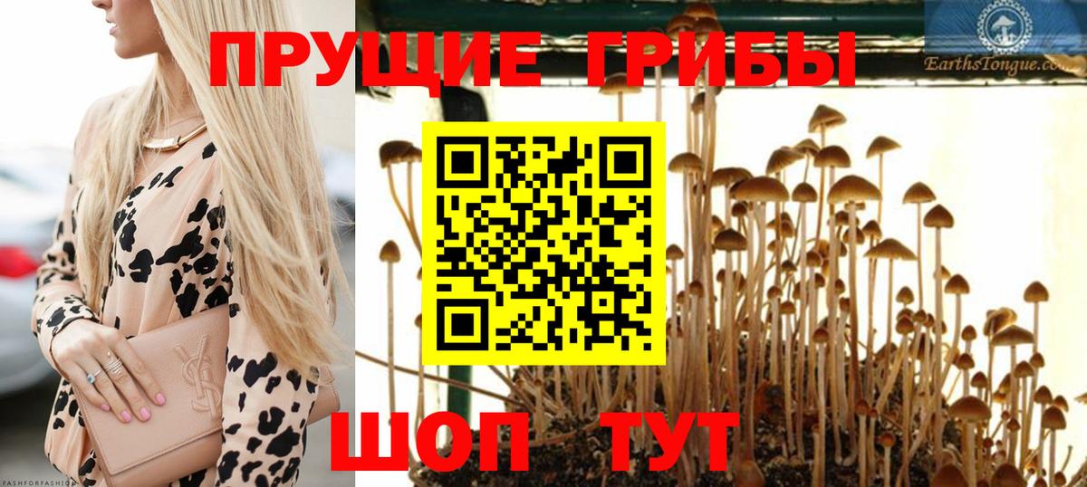 Чехов  Псилоцибиновые грибы Cubensis  Вход с VPN  Псилоцибиновые грибы мухоморы 